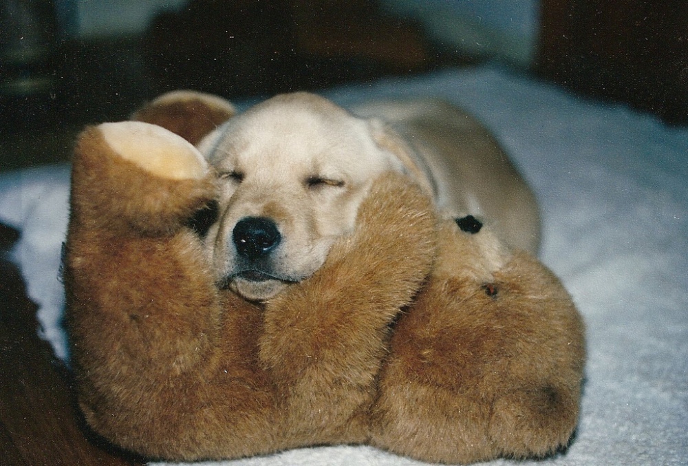 puppy-pillow