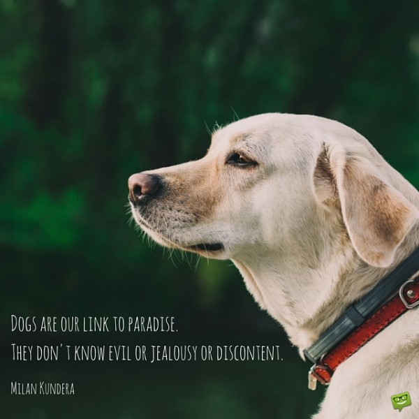 Dogs-are-our-link-to-paradise.-600x600