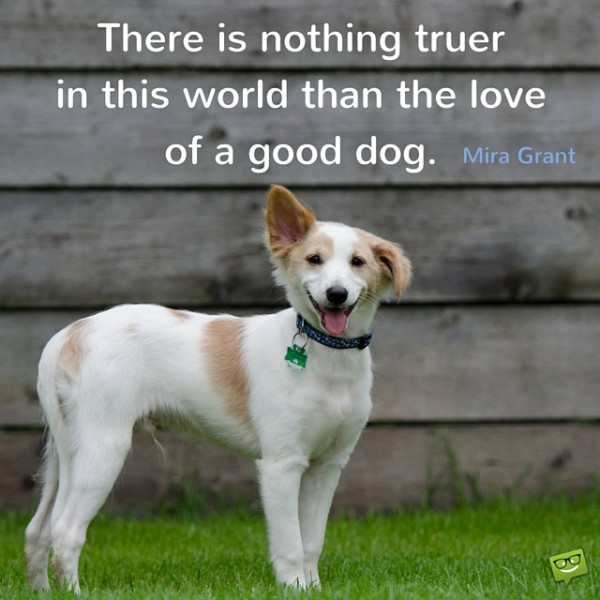 There-is-nothing-truer-in-this-world-than-the-love-of-a-good-dog.-600x600